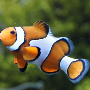 Meerwasseraquarium Fische