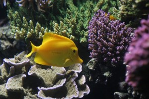 meerwasseraquariumtypen