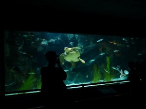 meerwasseraquarium beckengröße