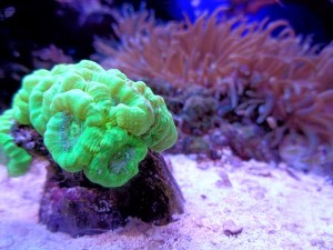 meerwasseraquarium nano