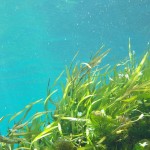 Meerwasseraquarium Pflanzen - dekorativ, aber anspruchsvoll