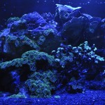 Meerwasseraquarium Beleuchtung