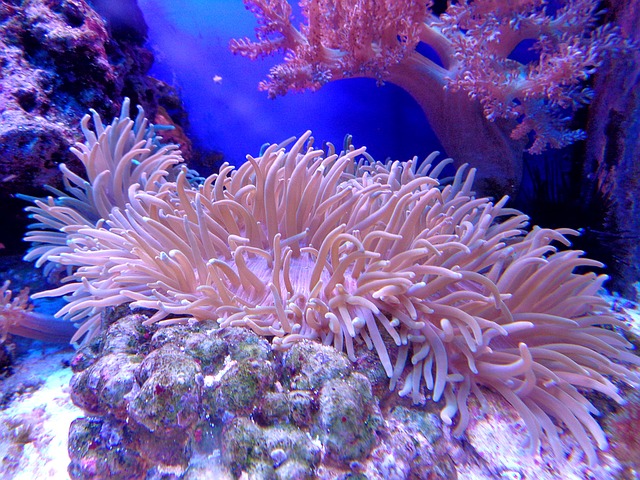 Korallen kaufen