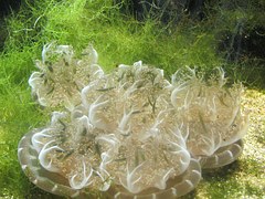 Meerwasseraquarium Einfahrphase